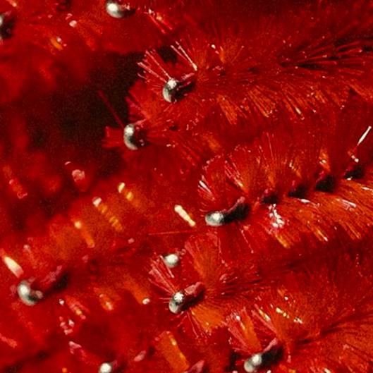 Brow Sculpt + Tint Package